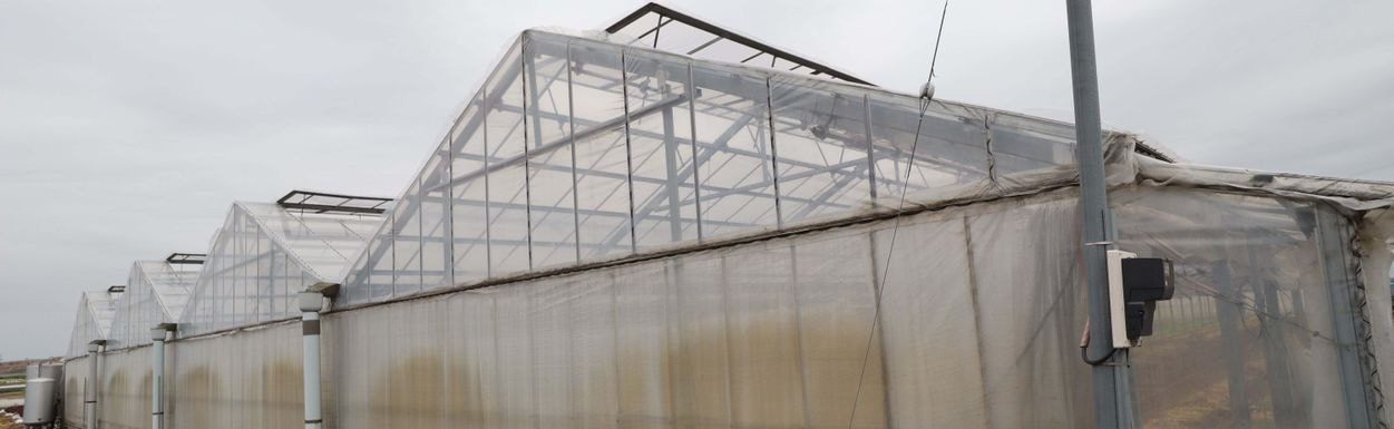 岩井洋菜前進会　ハウス