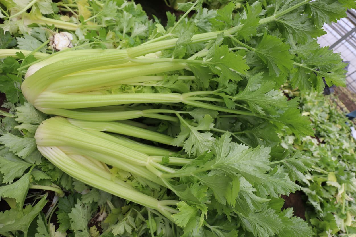 セロリの収穫