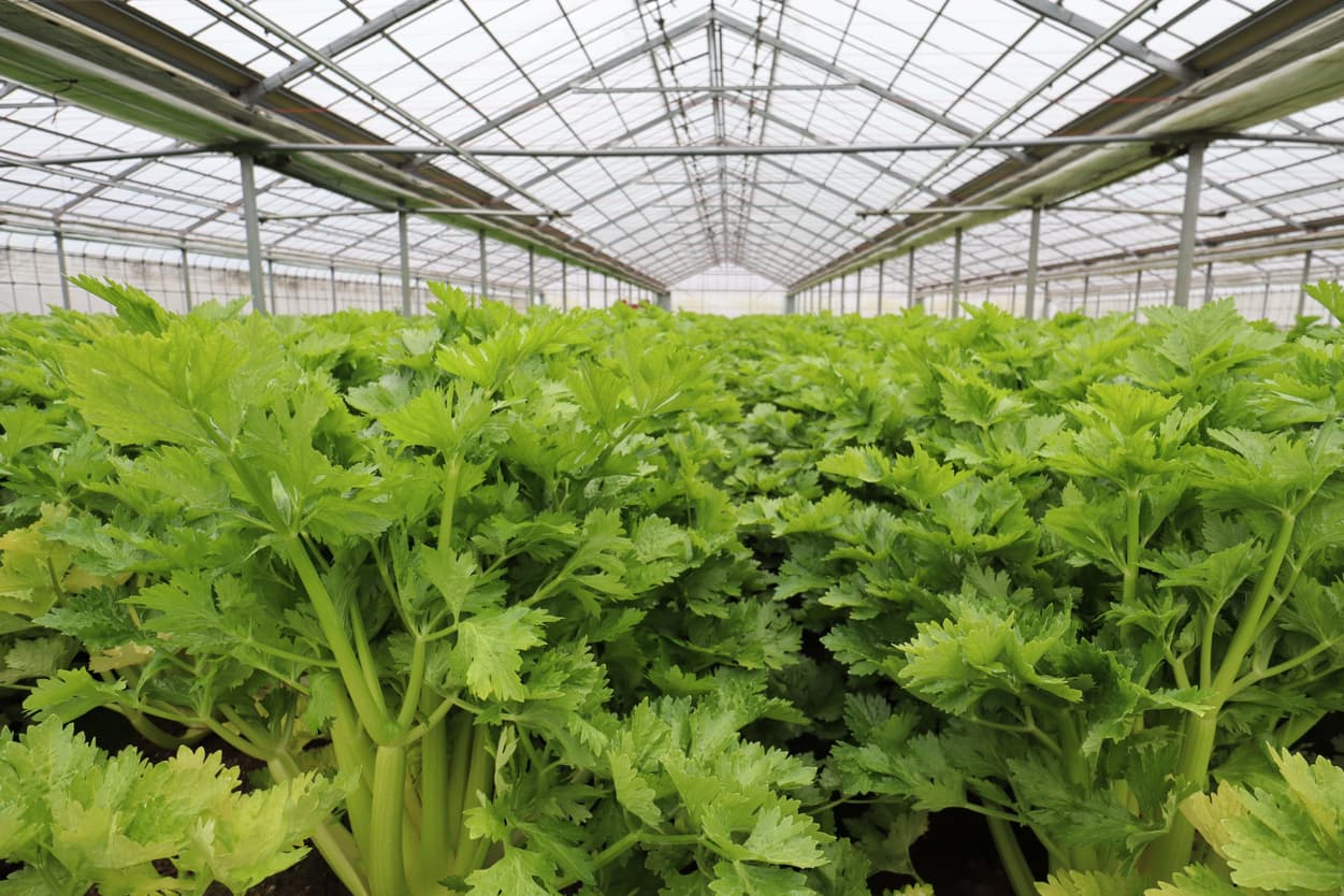 岩井洋菜前進会　内田さんセロリ