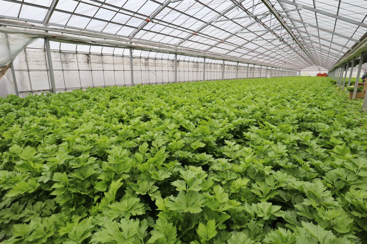 岩井洋菜前進会　内田さん