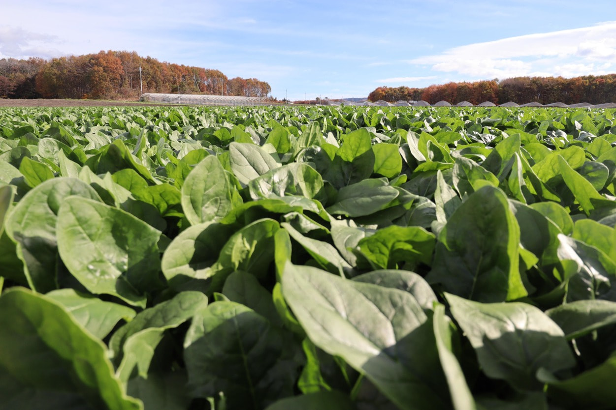 昭和村　ほうれん草