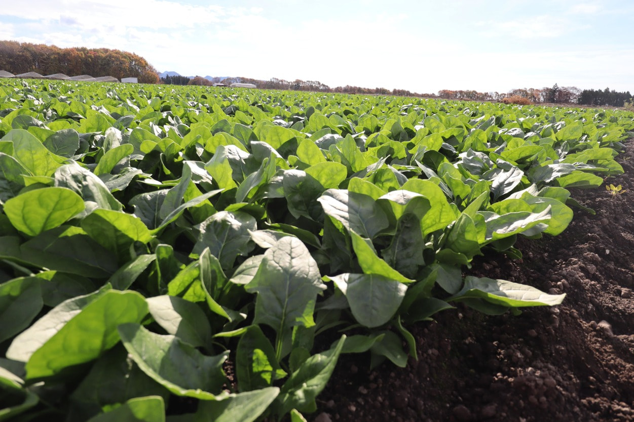 昭和村　ほうれん草
