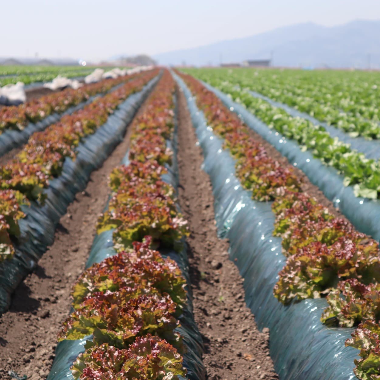 昭和村　リーフレタス