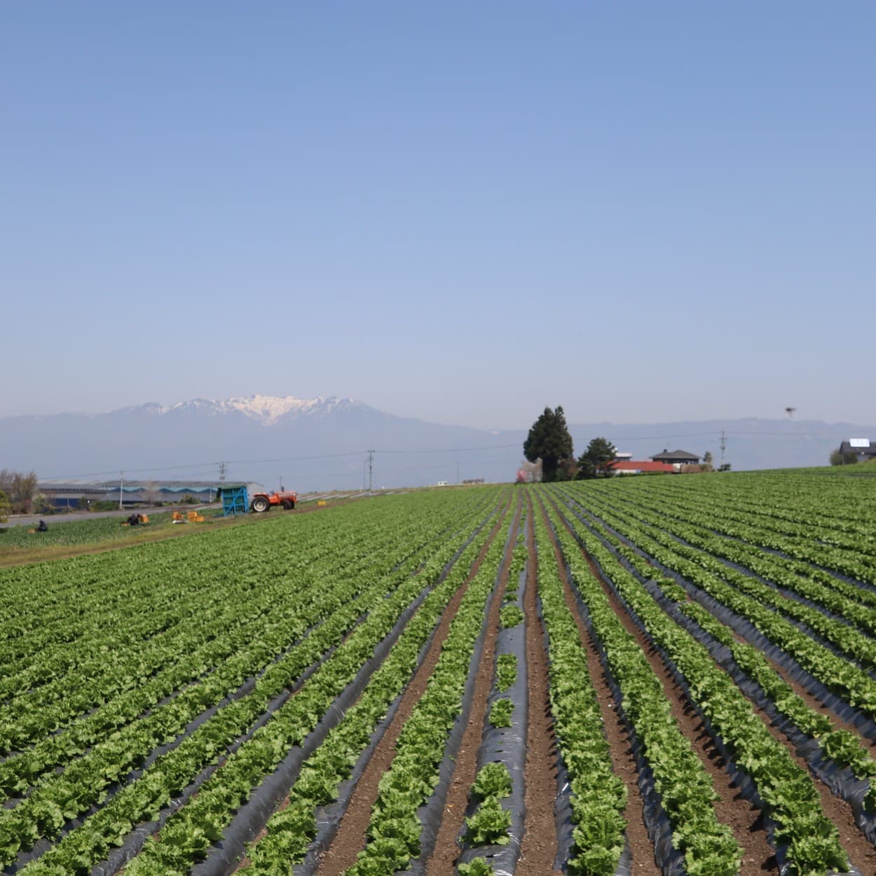 昭和村　高冷地栽培