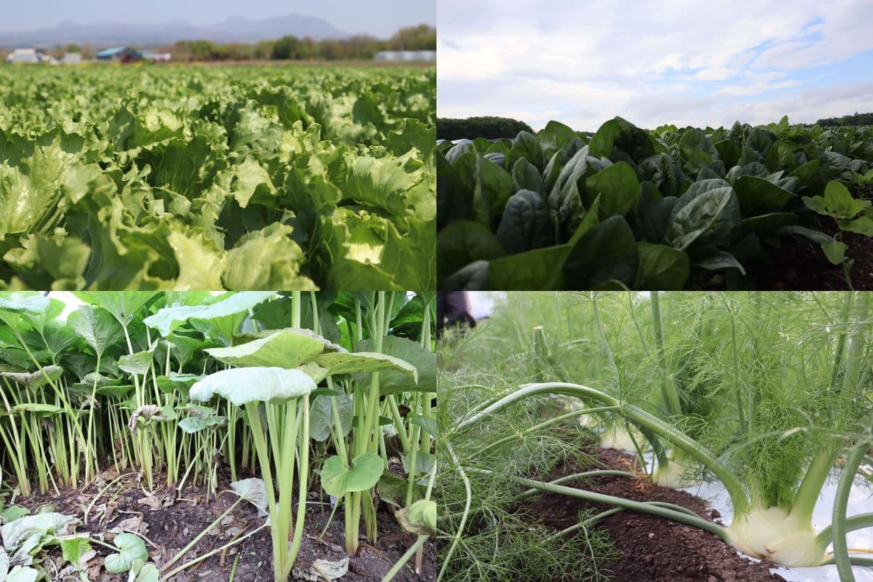 昭和村の生産物