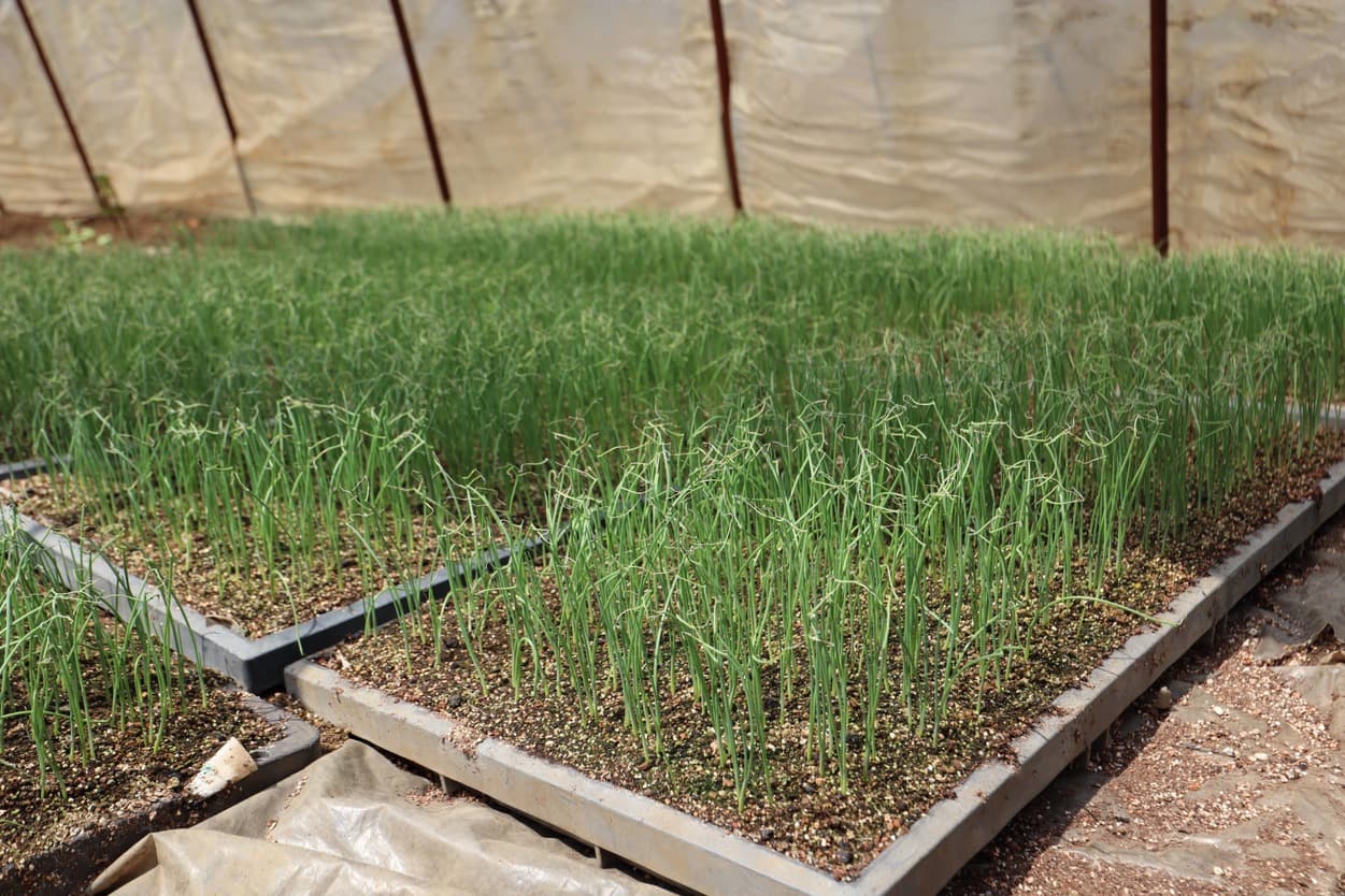 高橋農園　育苗