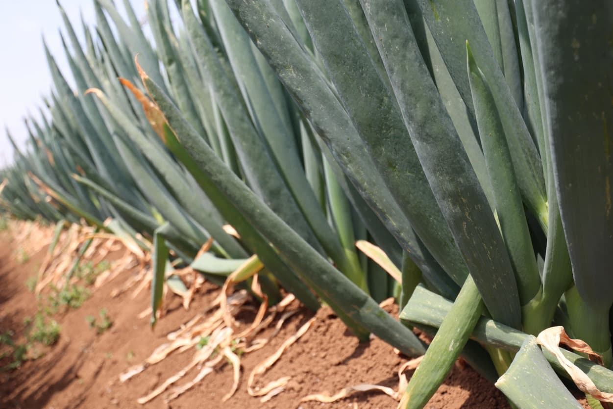 高橋農園　晩生葱