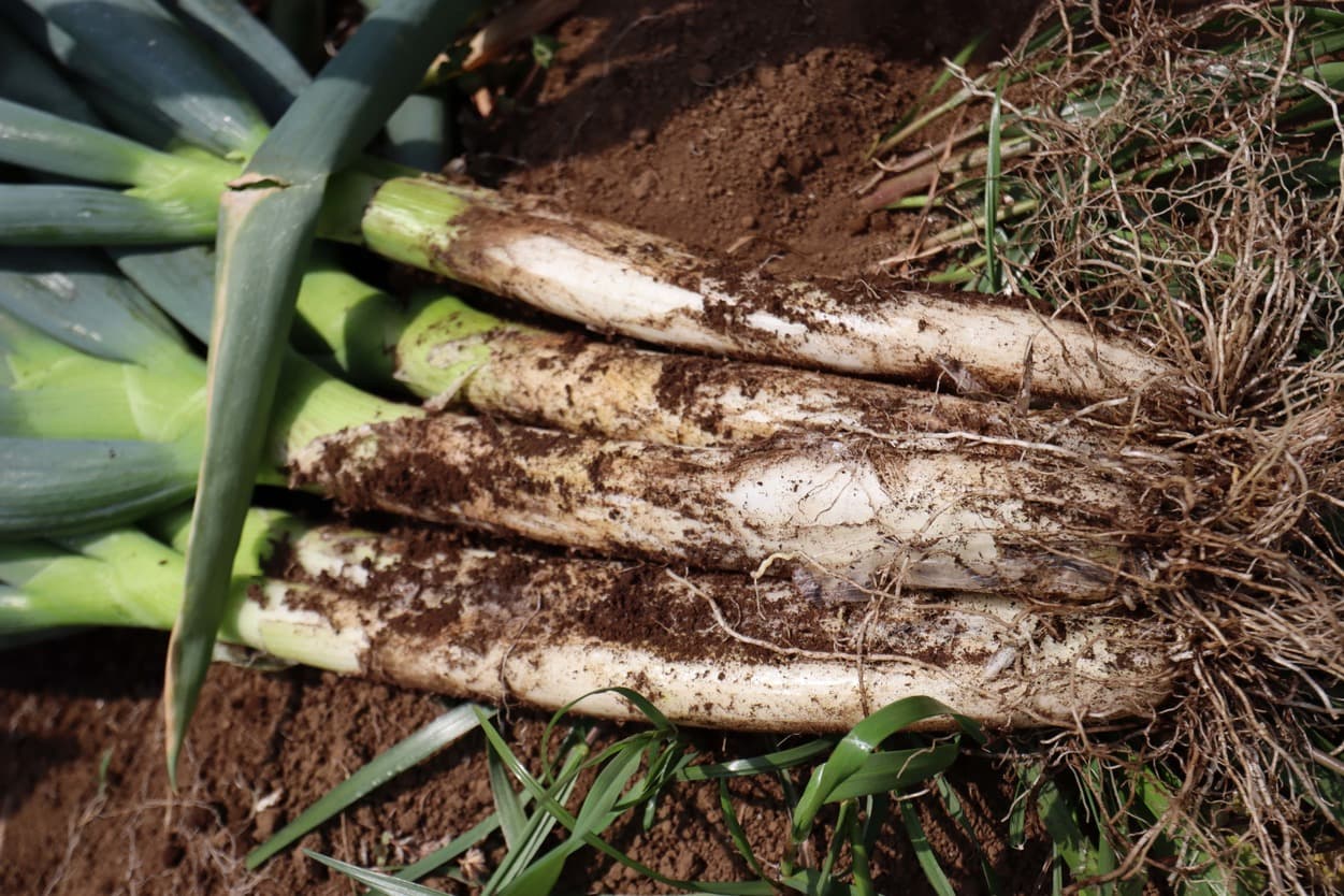 高橋農園　晩生葱　収穫　