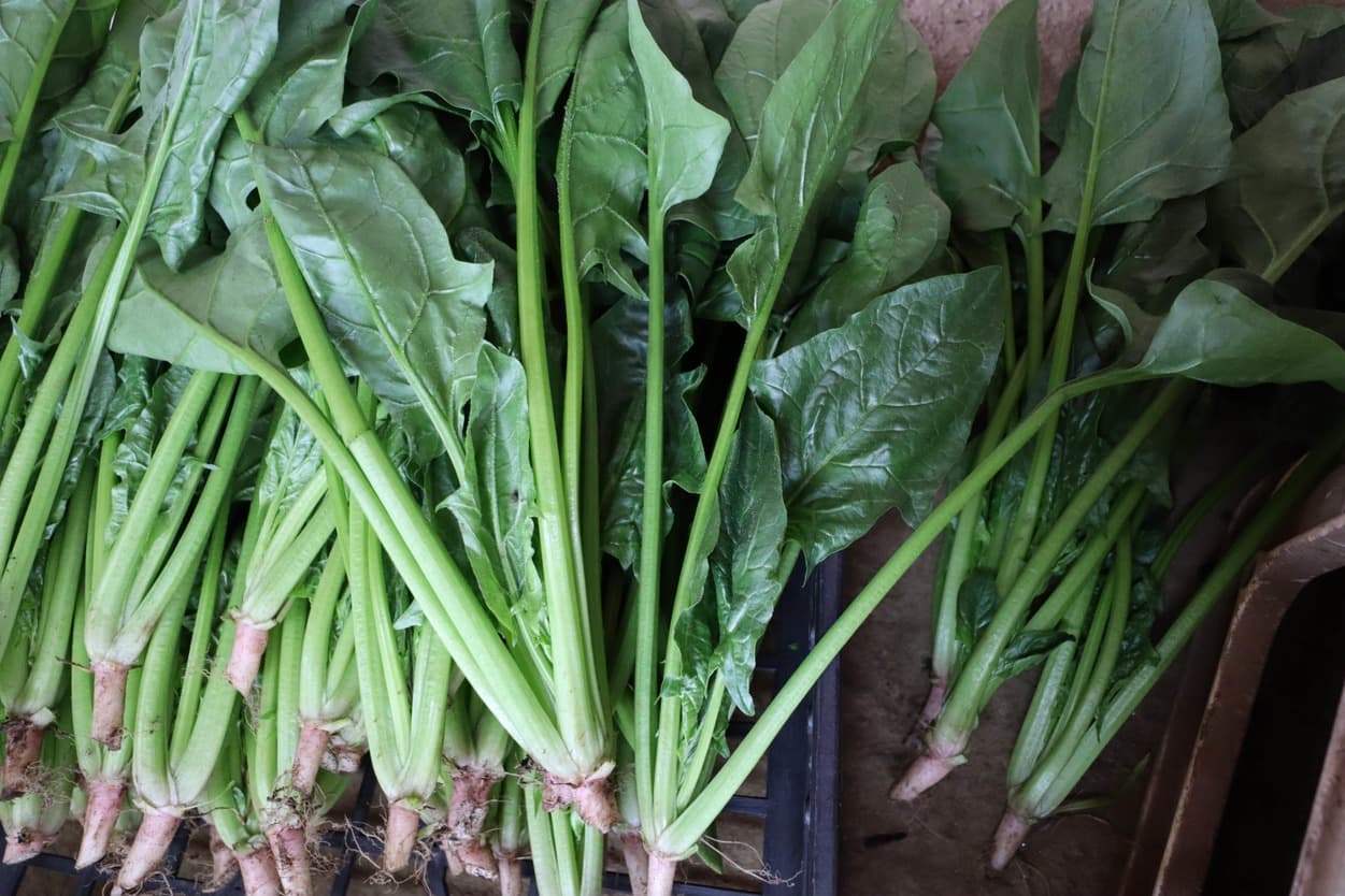 高橋農園　ほうれん草