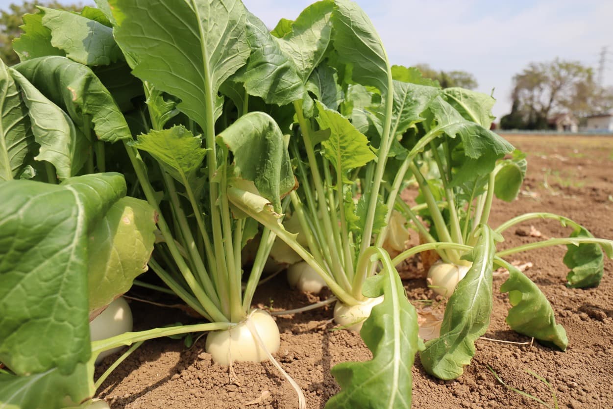 湯浅農園　かぶ　畑