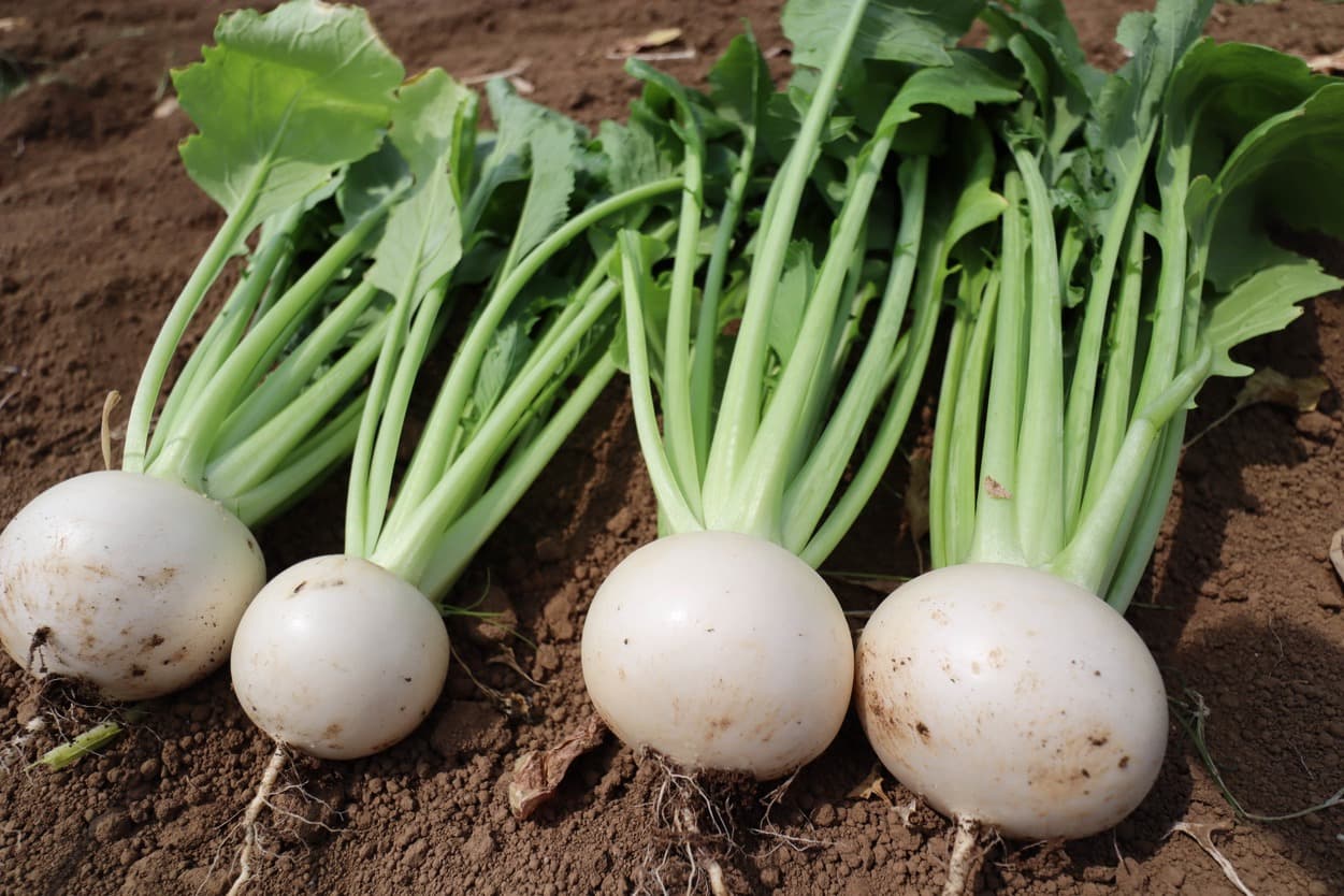 湯浅農園　かぶ　収穫後