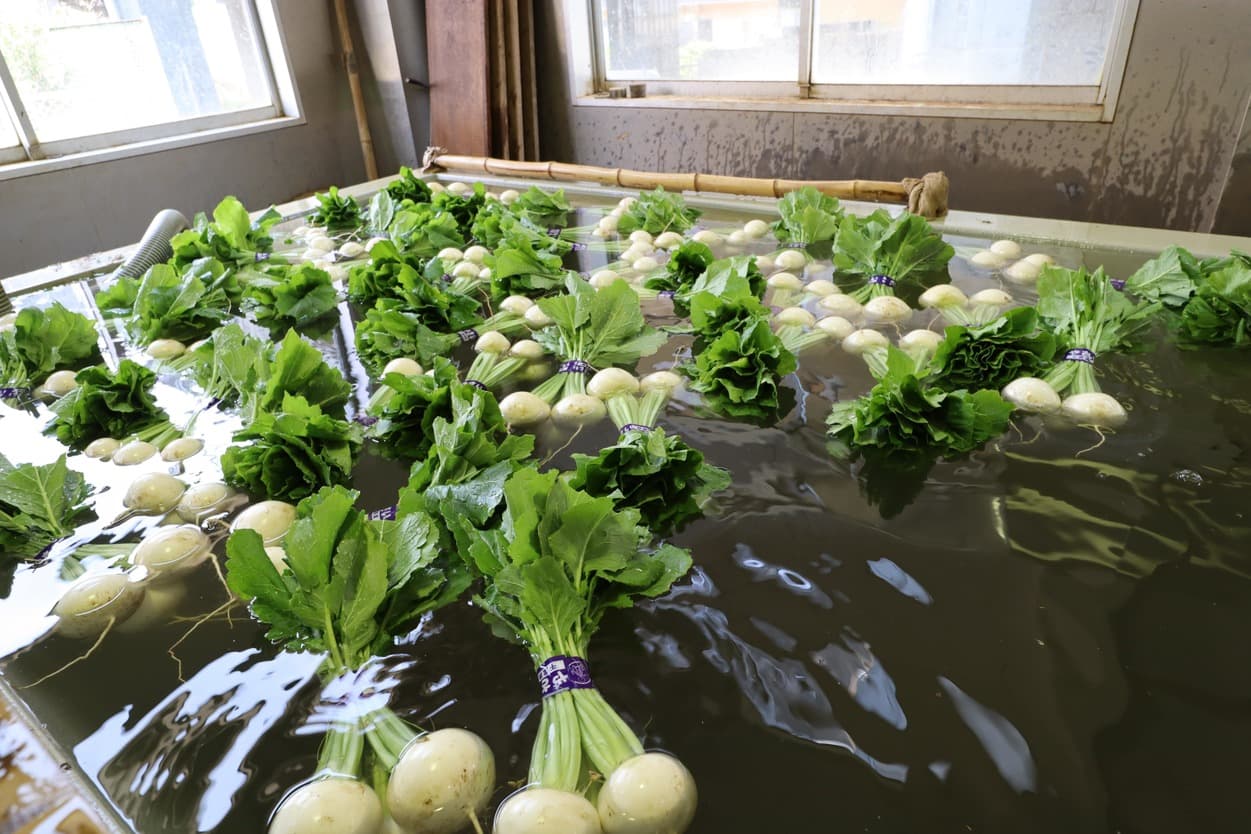湯浅農園　かぶ　水洗い
