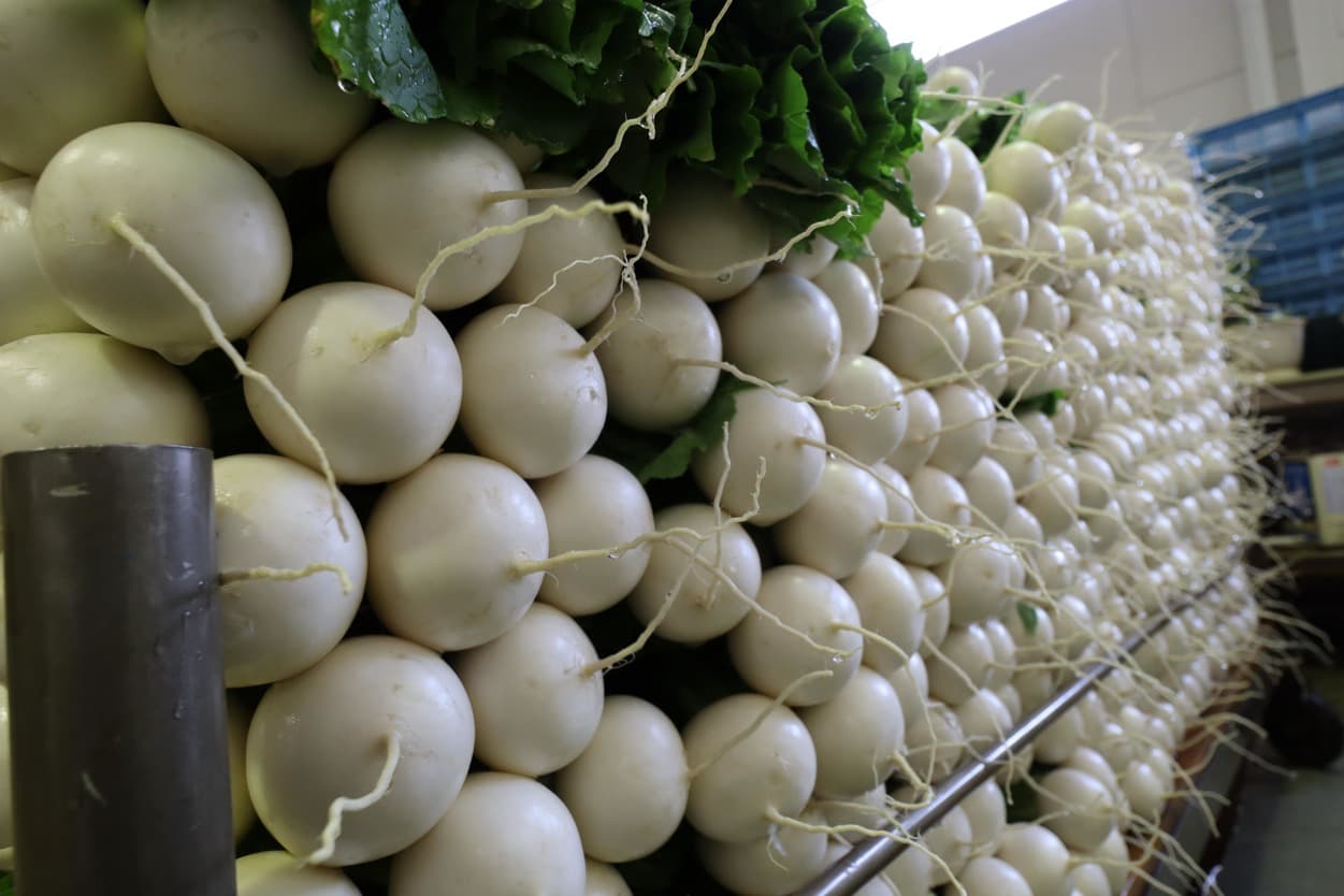 湯浅農園　かぶ　美しい