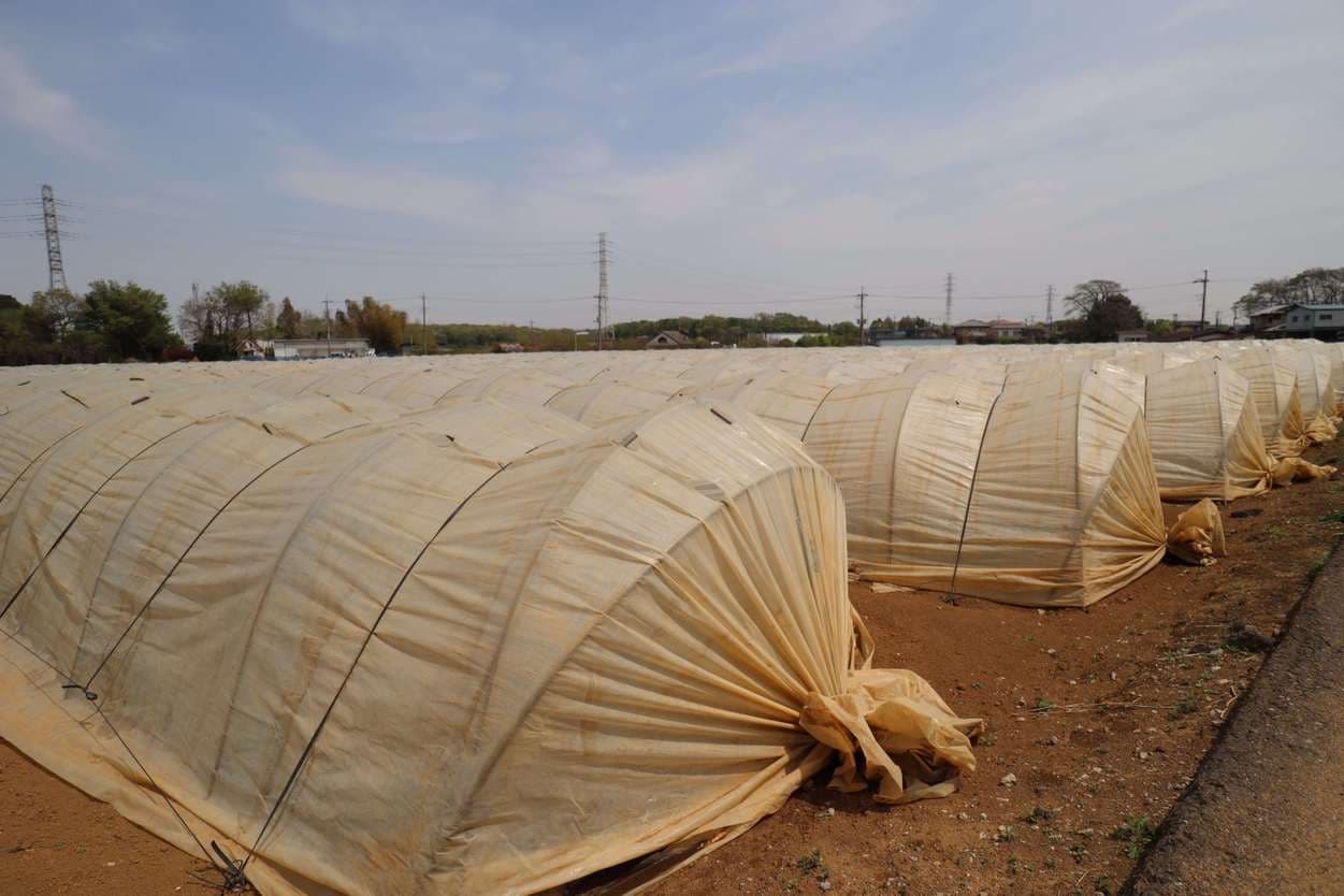 湯浅農園　枝豆のトンネルハウス