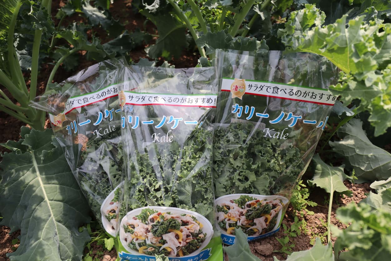 石井農園　ケールのパッケージ