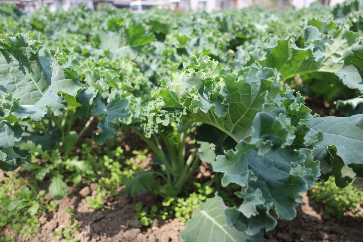 石井農園　ケール