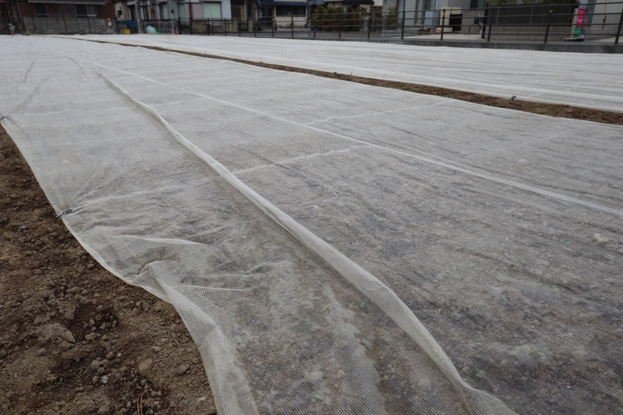 石井農園　防虫シート