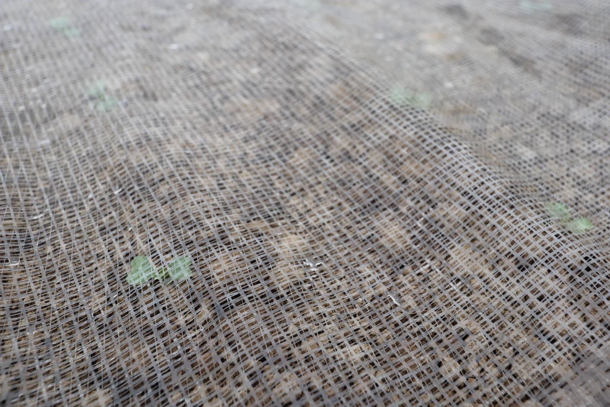 石井農園　かぶの新芽