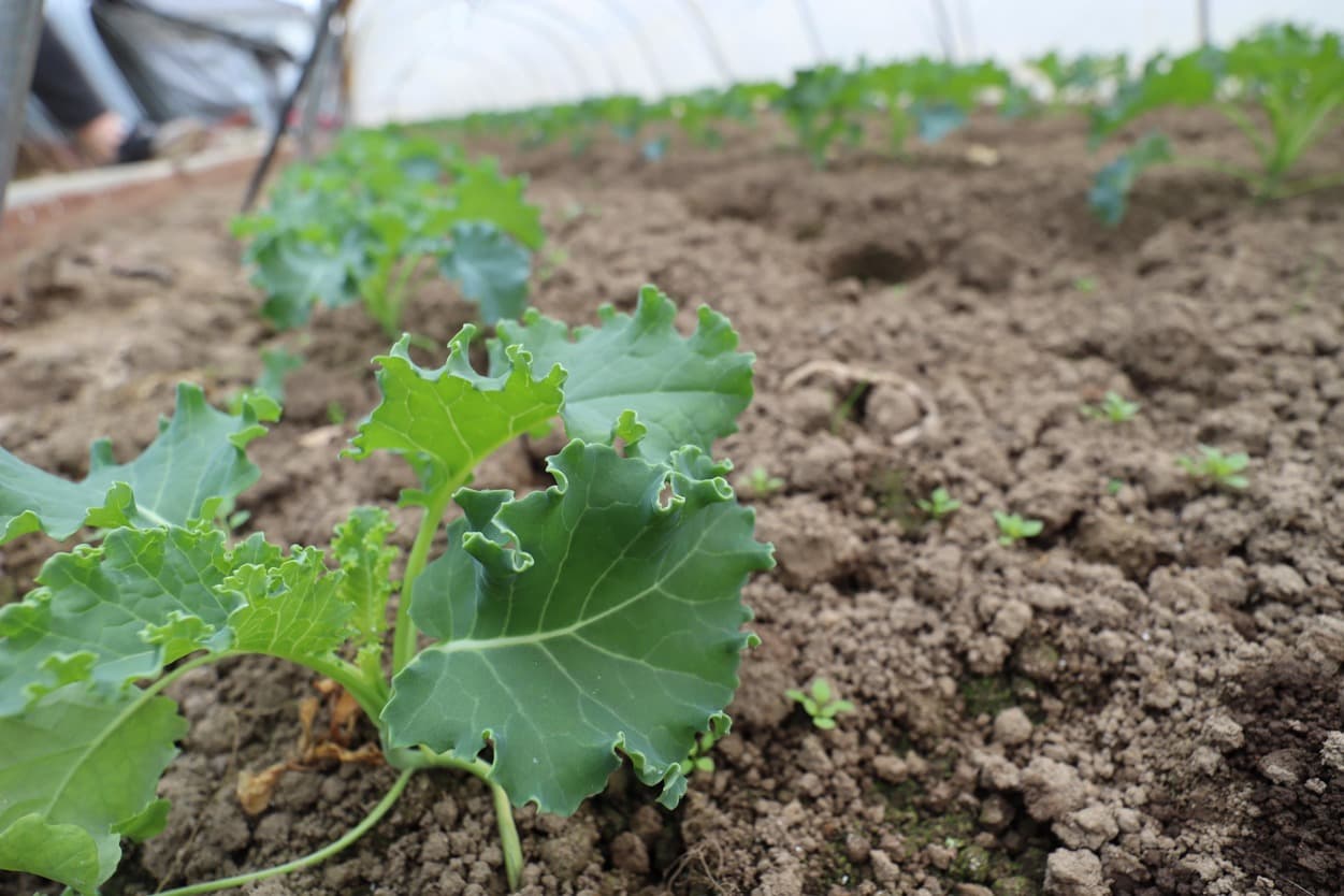 石井農園　ケールの幼葉