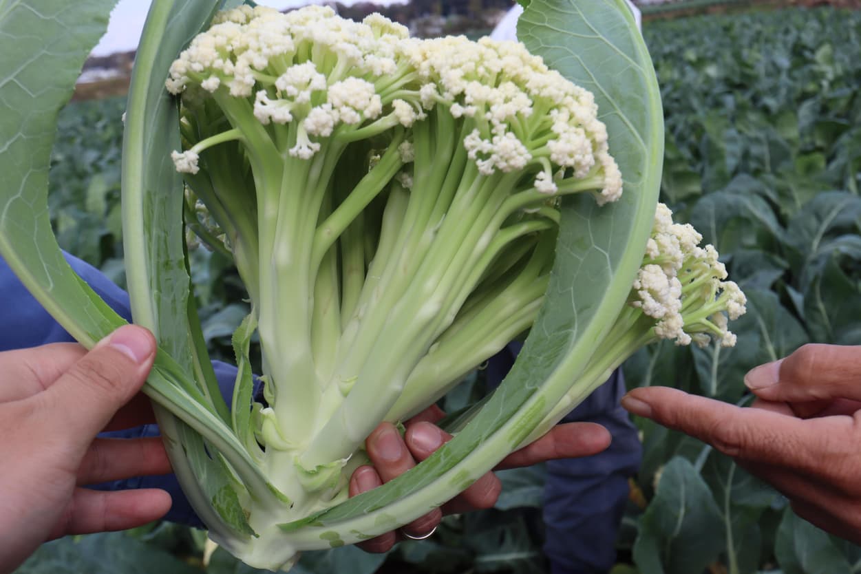矢切カリフローレ