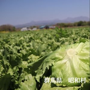 群馬県　昭和村　赤城高原　レタス