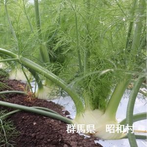 群馬県　昭和村　フェンネル