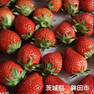 茨城県　ピュアグリーンアグリ　いちご