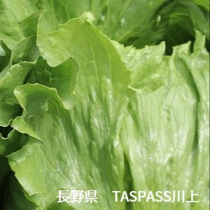 長野県　川上村　TASPASS川上　レタス