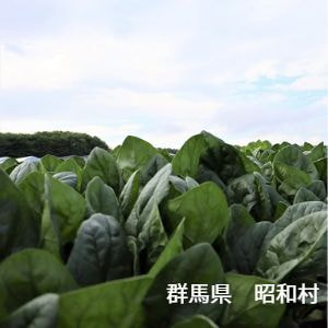 群馬県　昭和村　ほうれん草