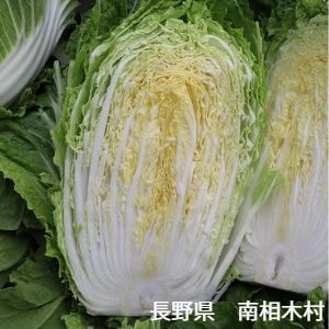 長野県　南相木村　八ヶ岳農業協同組合　白菜