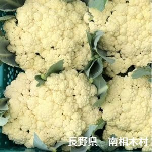 長野県　南相木村　八ヶ岳農業協同組合　カリフローレ