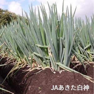 秋田県　あきた白神農業協同組合　長ねぎ　白神ネギ