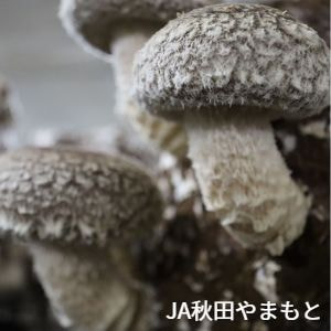 秋田県　秋田やまもと農業協同組合　生椎茸