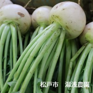 千葉県松戸市紙敷地区　湯浅農園　かぶ