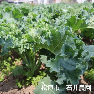 千葉県松戸市古ヶ崎地区　石井農園　ケール
