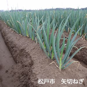 千葉県松戸市　矢切地区　矢切ねぎ