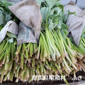 群馬県　昭和村　ふき