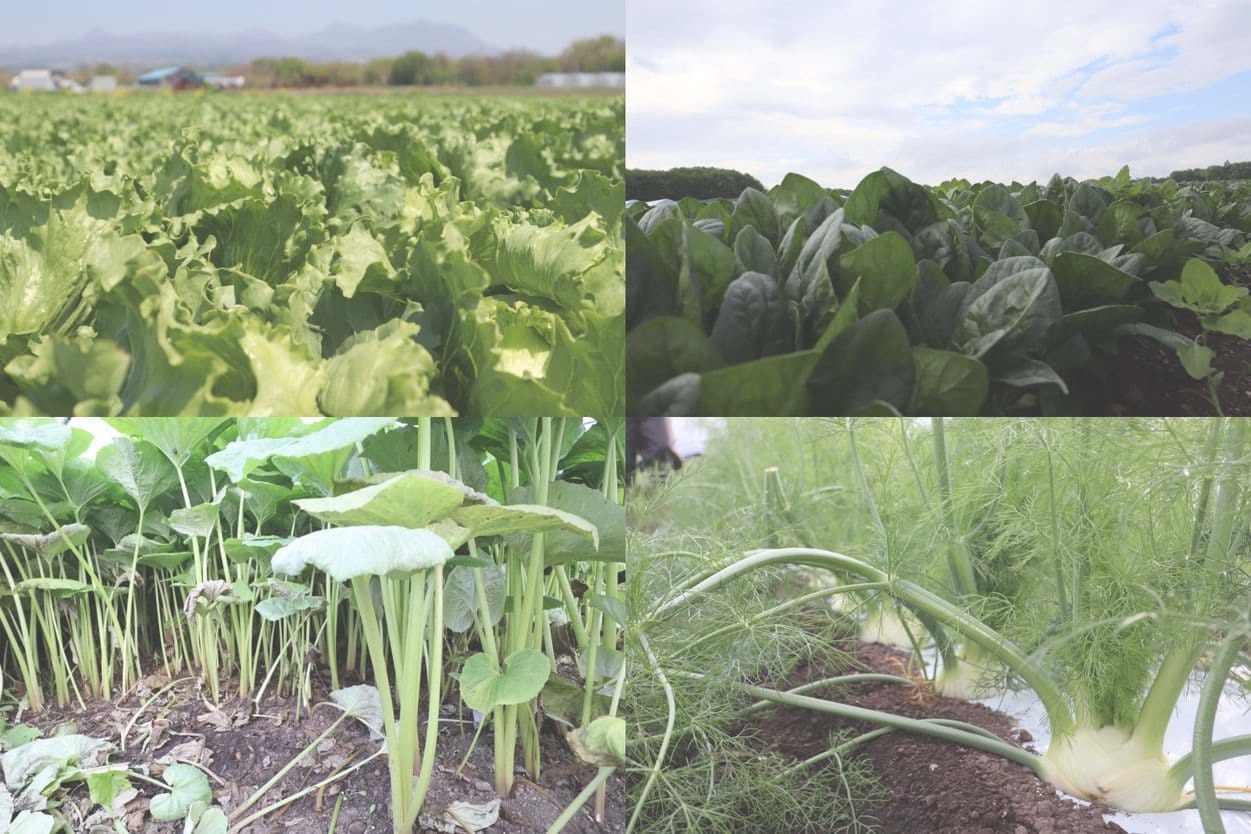 昭和村の生産物