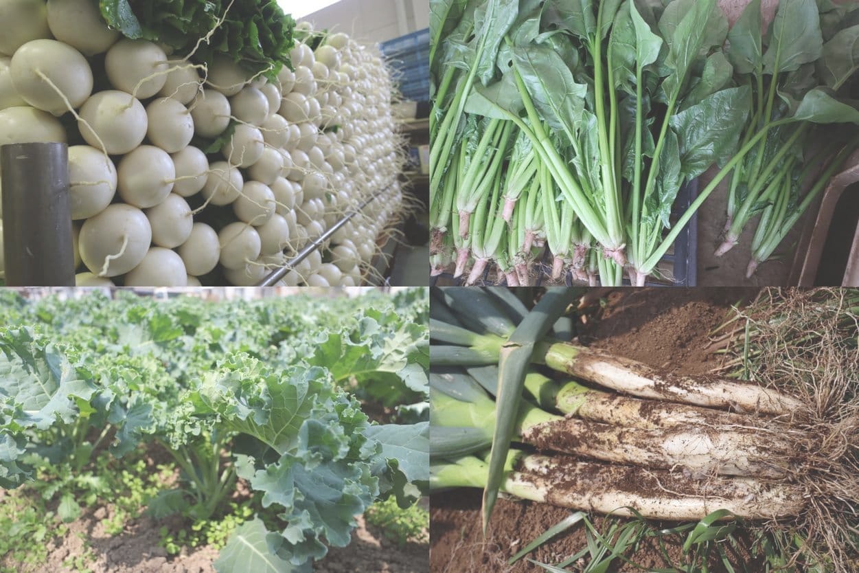 松戸周辺の生産物