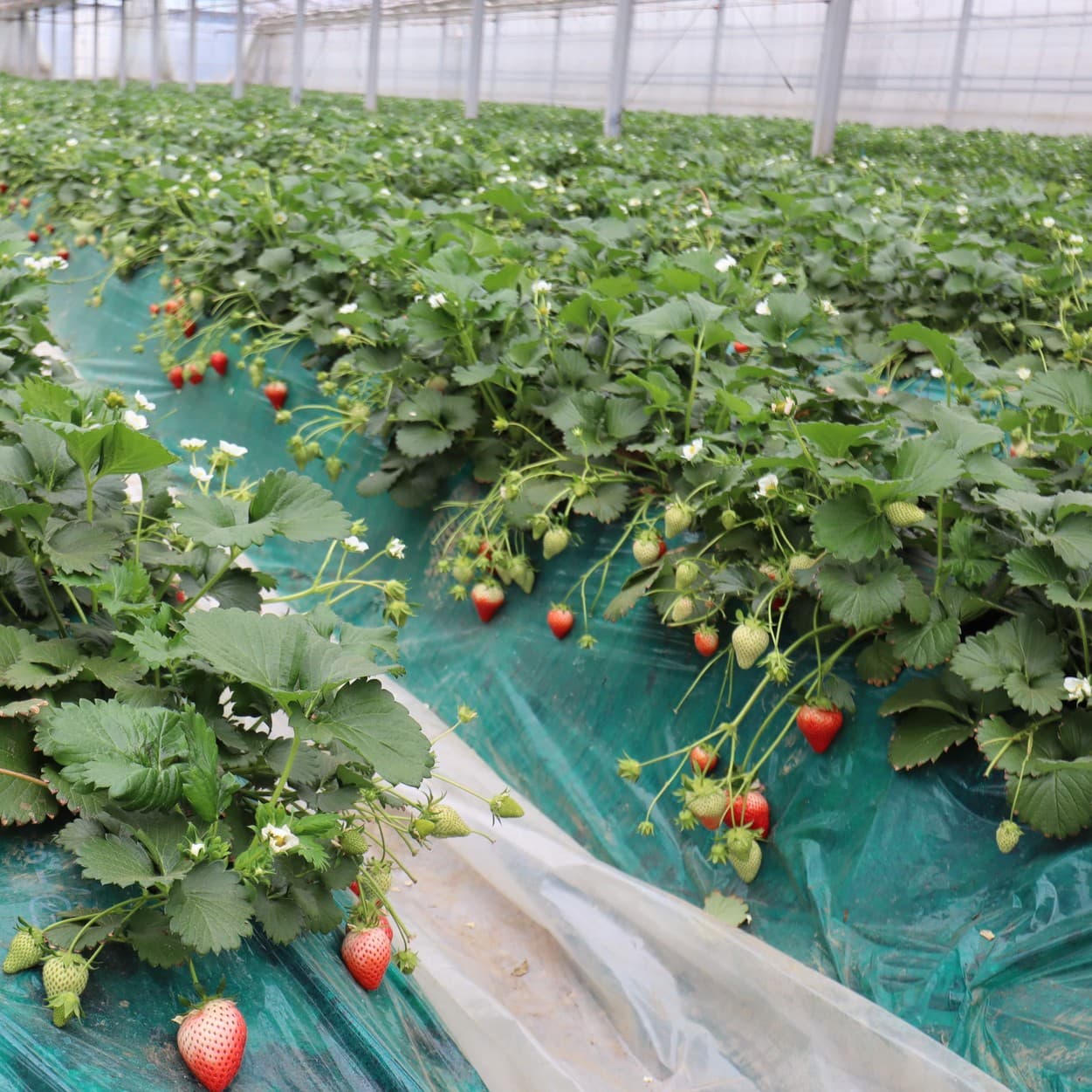 ピュアグリーンアグリ　イチゴ畑