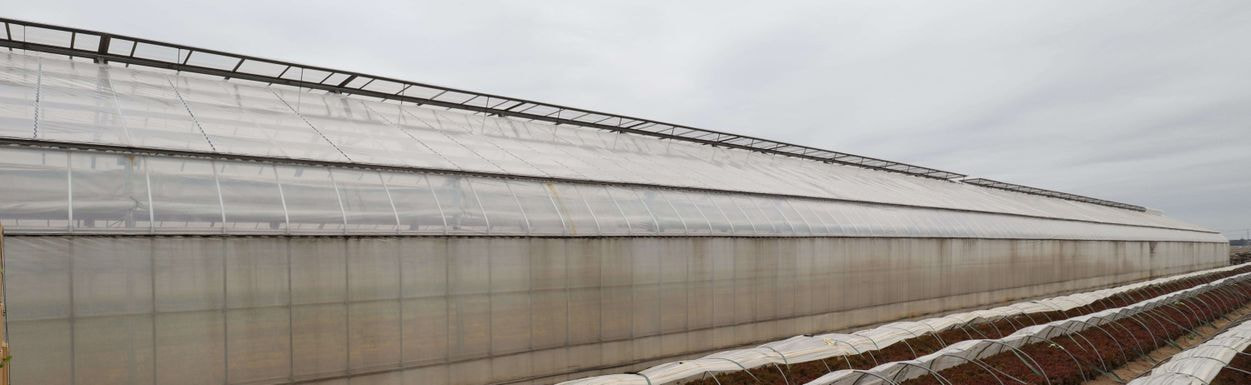 岩井洋菜前進会　ハウス