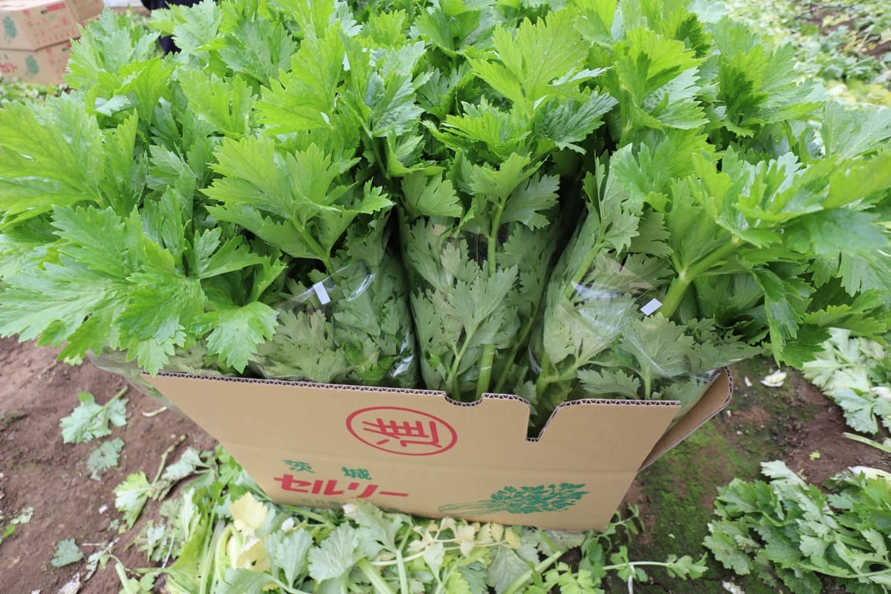 セロリの袋詰め
