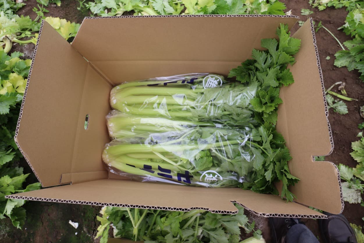 セロリの箱詰め