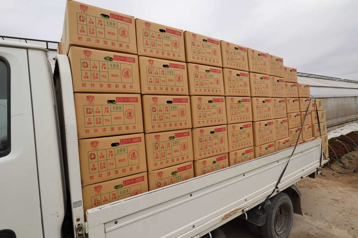 セロリを集荷場へ