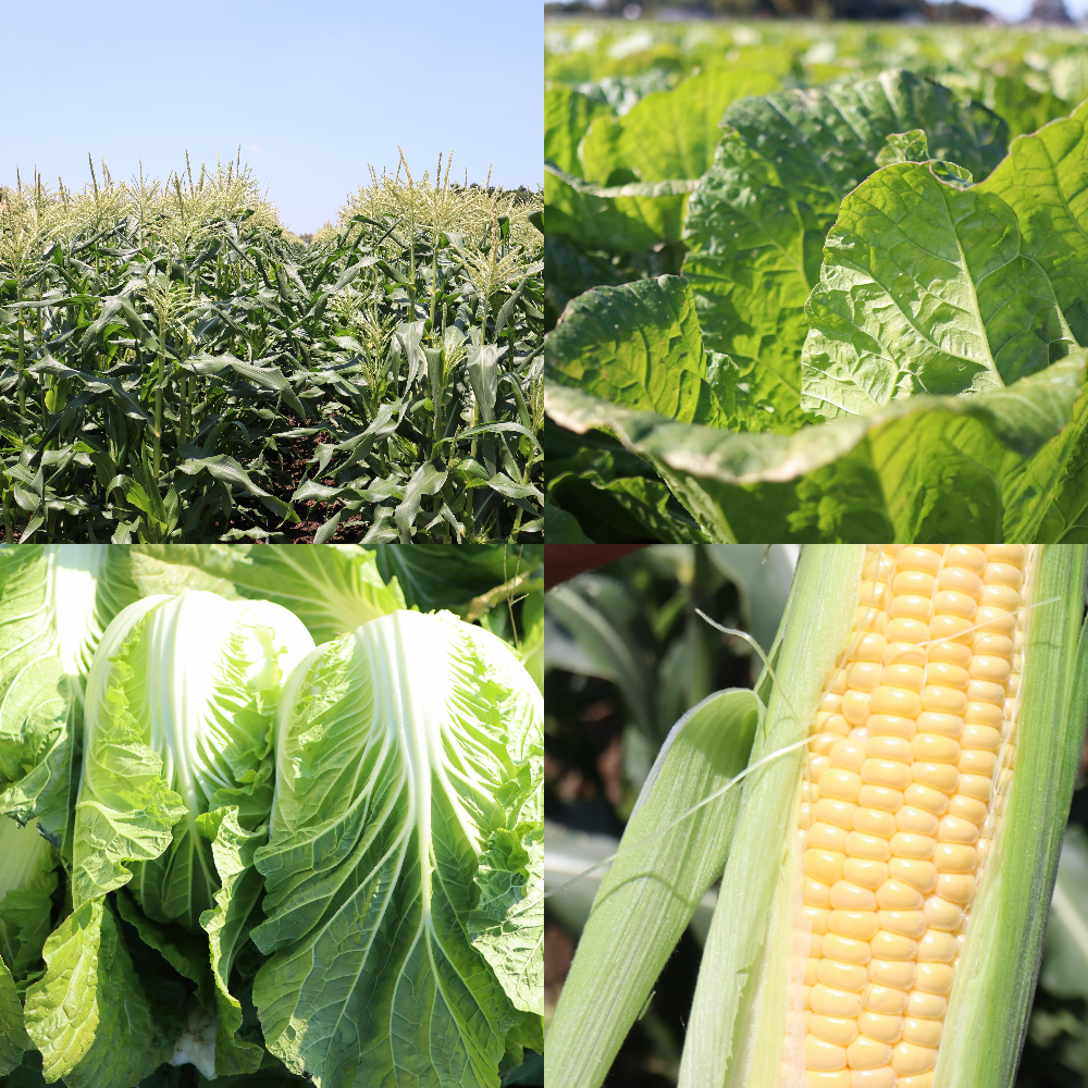 ベジタブルサービスコバヤシの野菜