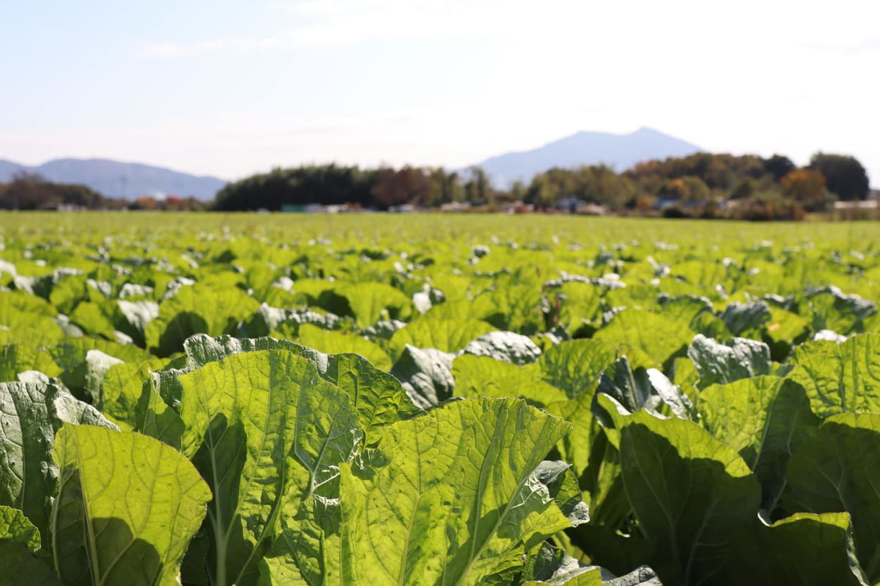 ベジタブルサービスコバヤシ　白菜