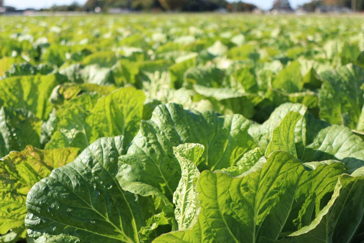 ベジタブルサービスコバヤシ　白菜