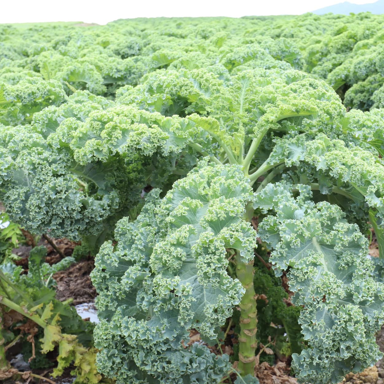 昭和村　カリーノケール