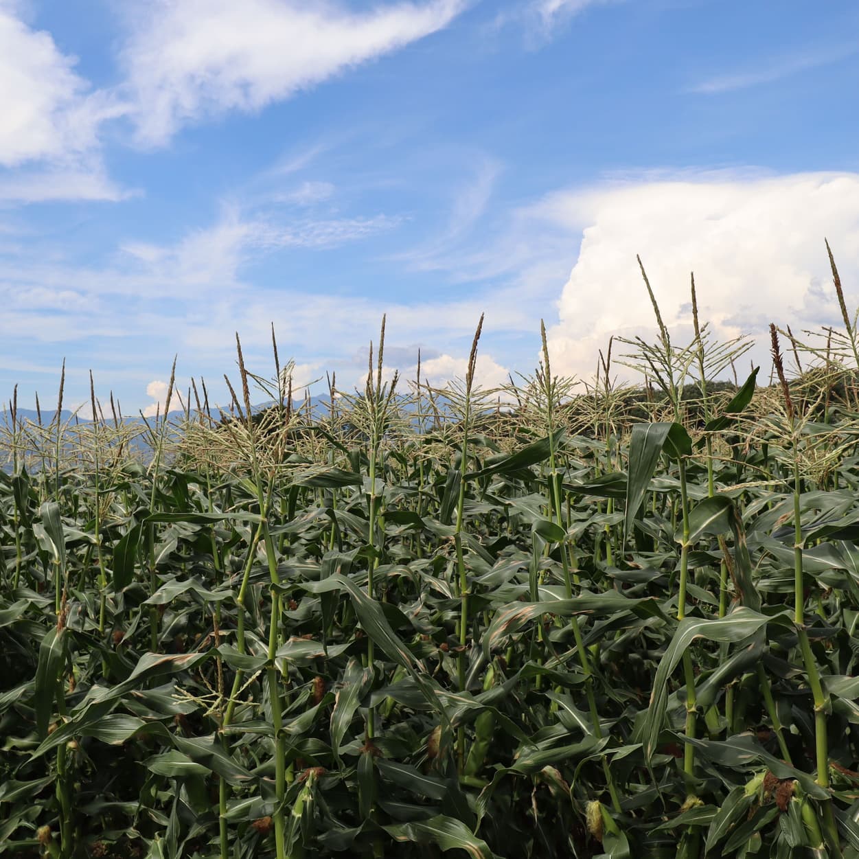 昭和村　とうもろこし