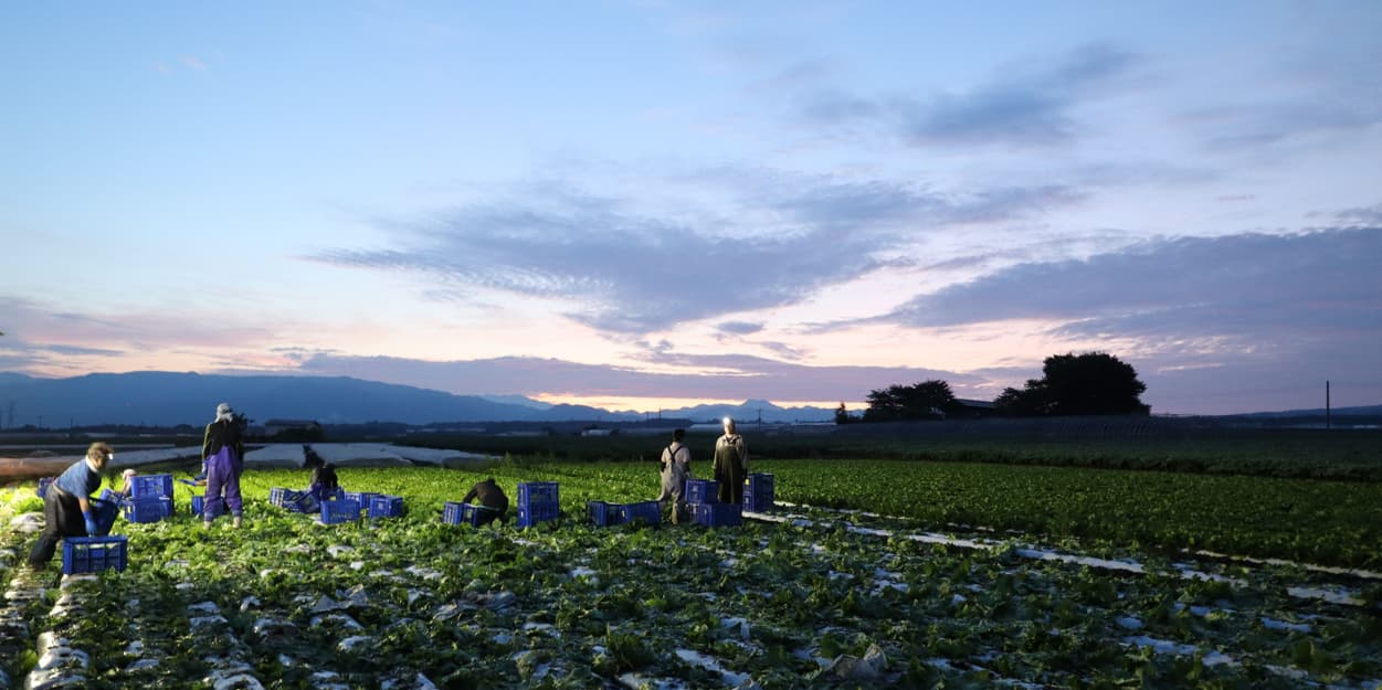 昭和村　朝採りレタス